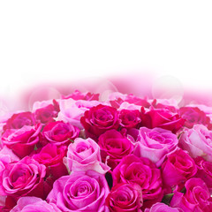 bouquet of fresh pink roses