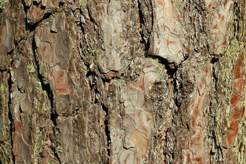 Фон сосновой коры © heshixin