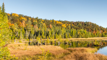 Fototapeta premium Autumn Colors, Iargo Springs, AuSable Scenic Byway, MI
