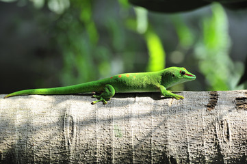 gecko on a branch, full closed view - obrazy, fototapety, plakaty