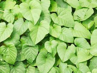 green leaf ivy © srckomkrit