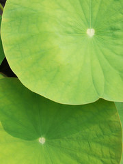 lotus leaf texture