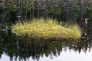 Floating peat islet at a small forest lake
