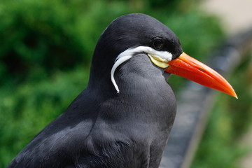 inka tern bird