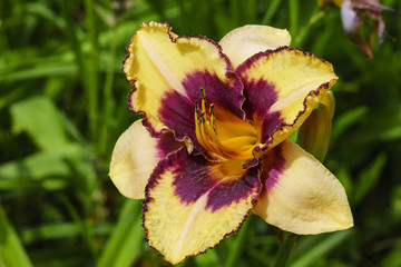 Yellow and purple Daylily flower in a garden. © Debu55y