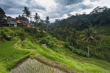 Fototapeta na wymiar Holiday in Bali, Indonesia - Tegallalang Rice Terrance