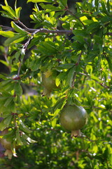 drzewo granatu z owocami