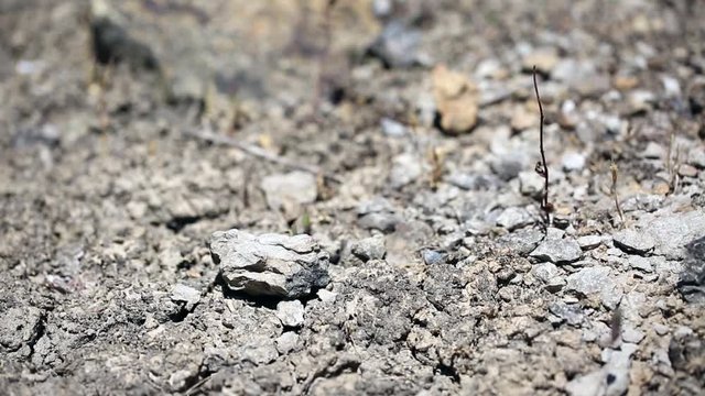 Dragonfly on a dry land on a summer day
