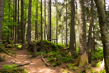 Bayerischer Wald am Arbersee