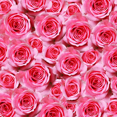 Pink rose flowers