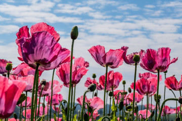 Mohnblumen auf einem Feld