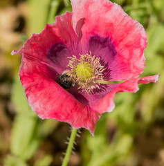 Mohnblumen auf einem Feld