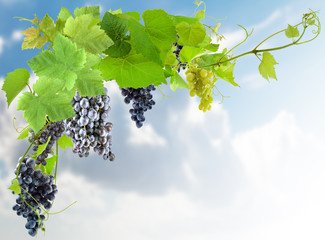 grappes de raisins et pampres de vigne sur fond de ciel 