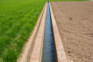 Horchata plantation and irrigation canal