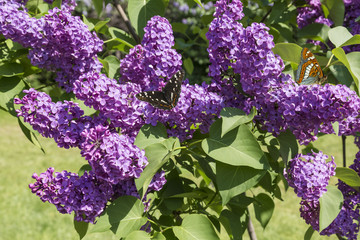 Close-up beautiful lilac flowers with the leaves and butterflies