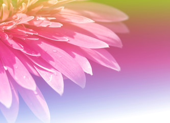 Obraz premium beautiful pink gerbera flower,