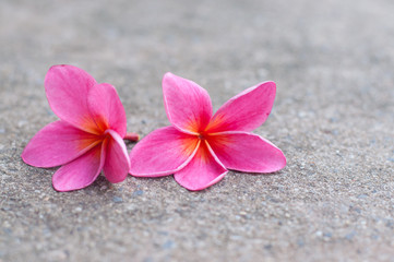 Fototapeta na wymiar Pink plumeria flower on concrete fall in garden.(Soft focus.)
