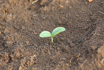 Young pumpkin sprouts in the planting