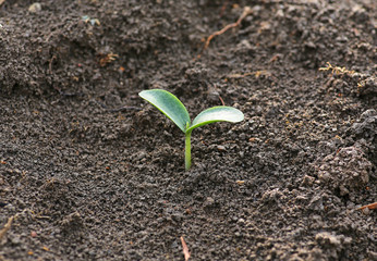 Young pumpkin sprouts in the planting