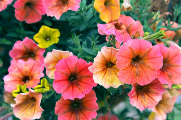 Hanging Basket of Petunias