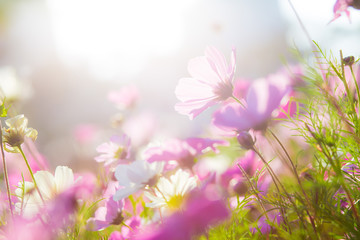 Cosmos flower at sunset