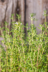 Thymian