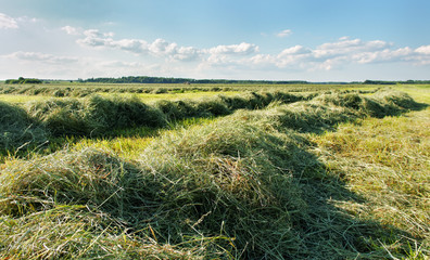 Mowed hay. - 114911707