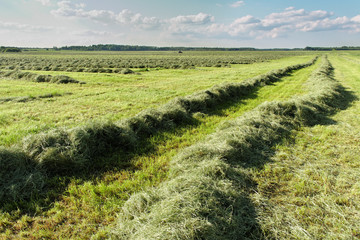 Mowed hay.
