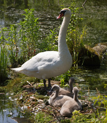 Obraz premium Family of swans.
