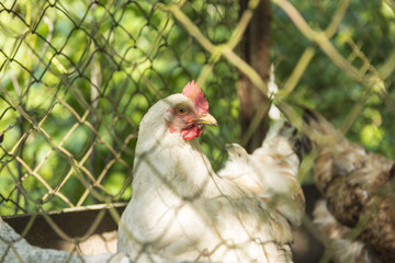 Chicken in a cage