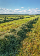 Mowed hay.