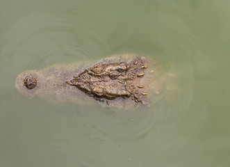 Siamese freshwater crocodile on ground.