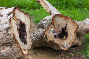 Stump deforestation.