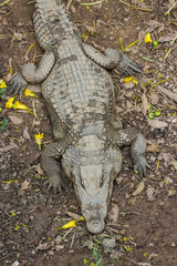 Obraz premium Siamese freshwater crocodile on ground.