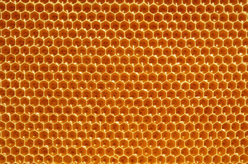 fresh honey in cells, honeycomb
