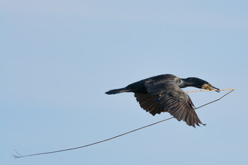 Cormorant bringing nesting material