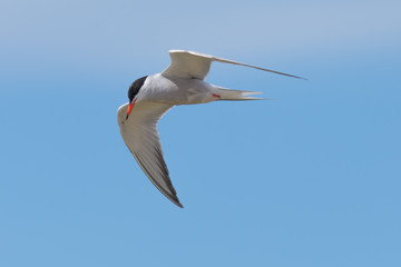 Tern in flight closeup