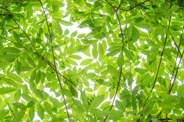 Obraz premium Translucent green leaves