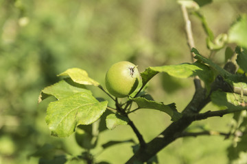 green apple