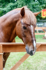 Chestnut trakehner stallion