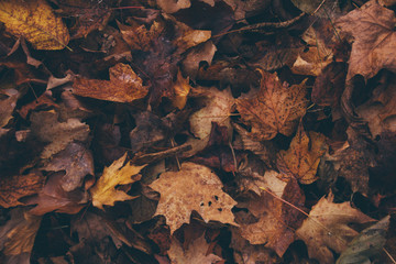 Naklejka premium Leaves 