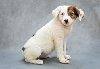 White puppy with  orange spot