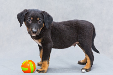Small black puppy  with ball