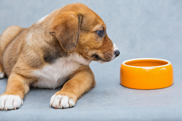 Red puppy with a bowl