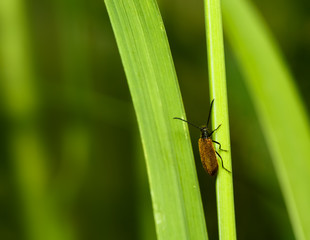Bug on the leaf