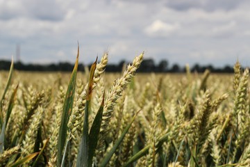 Weizenfeld