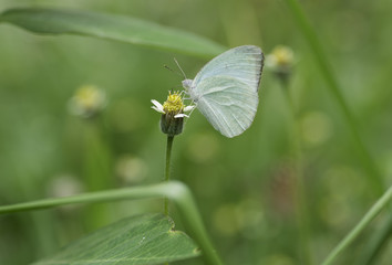 Yellow Butterfly sucking nectar from  flowers .