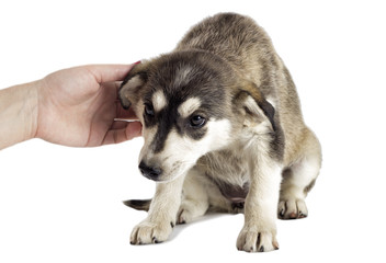 Fototapeta premium puppy is afraid