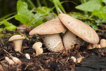 family of capped mushrooms