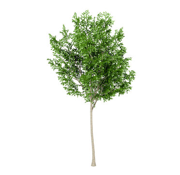 Green leaf tree isolated on white background, 3D rendering